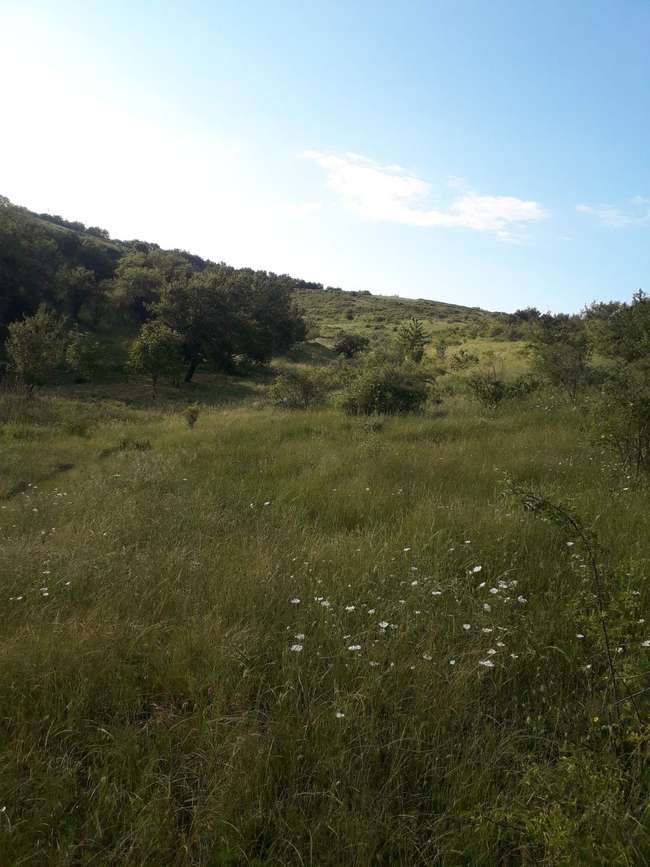 Land in Krushevo 23.784 sqm - 2